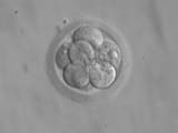8-Celled Blastocyst